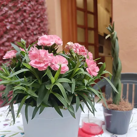 Il Giardino Segreto * Lucca