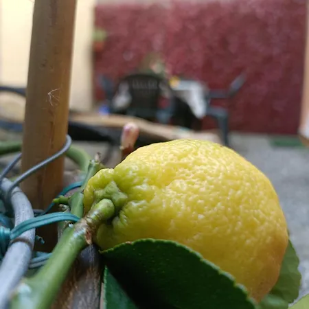 Il Giardino Segreto Apartment *